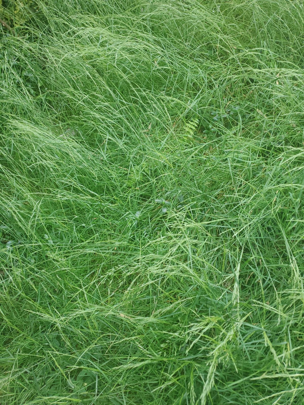 grass